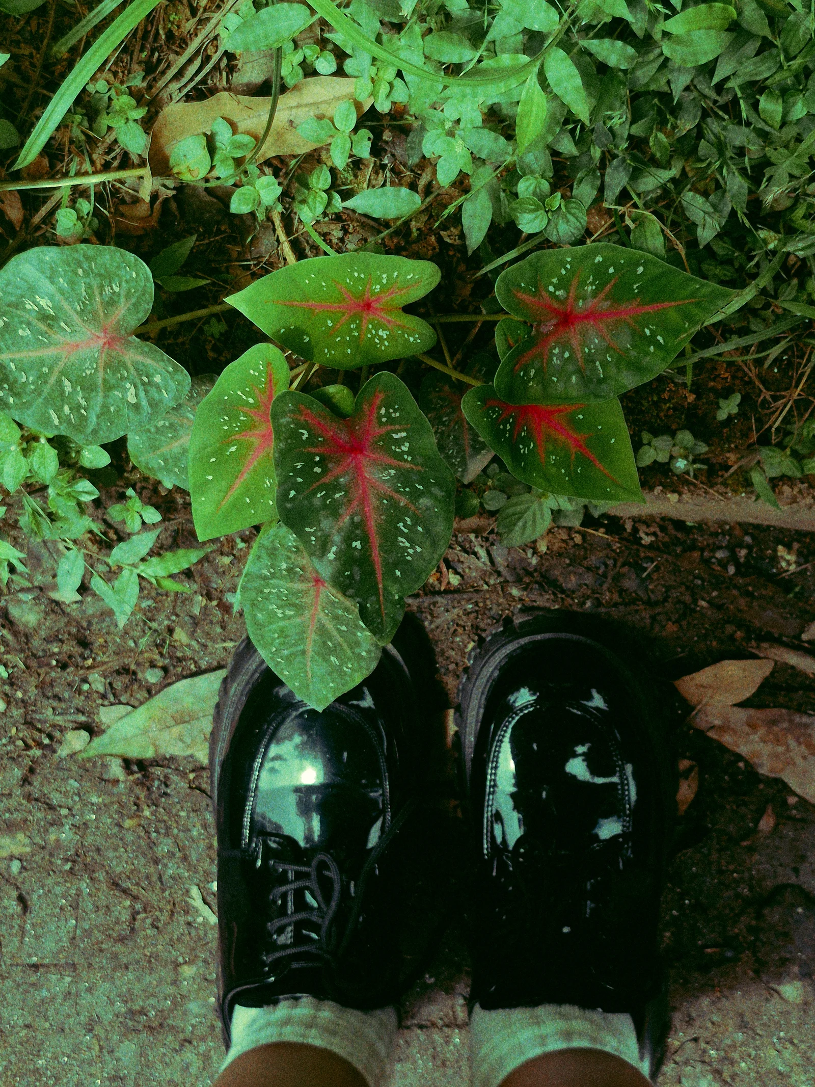 uma linda Caladium.