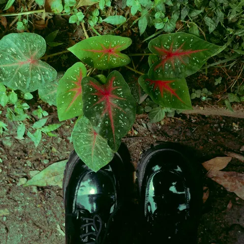uma linda Caladium.